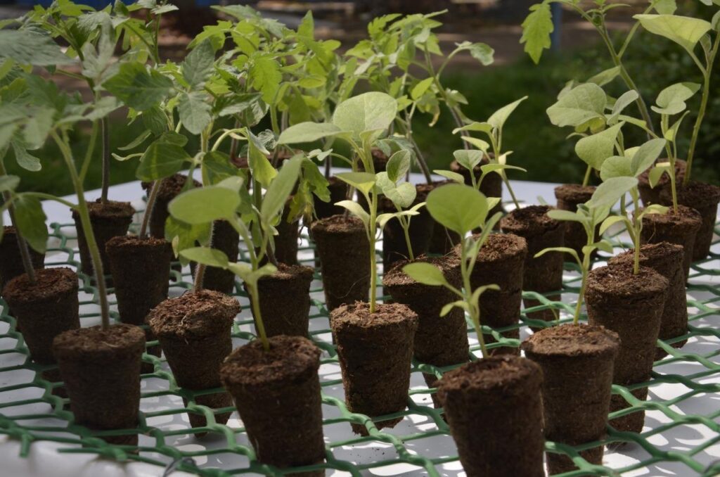 Thozhuvam’s women’s self- employment initiative Seed and plant pots made with 100 natural, organic cow dung